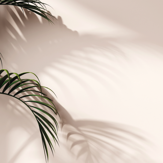 Palmera al Fondo