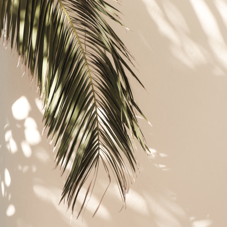 Palmera Sombra Sol
