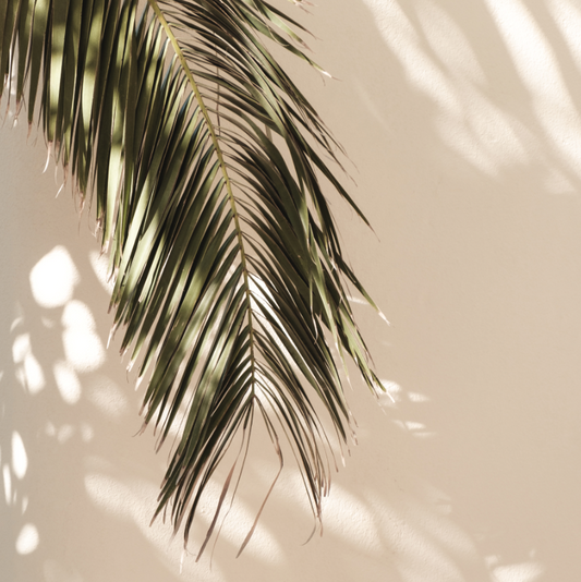Palmera Sombra Sol