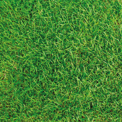 Grass